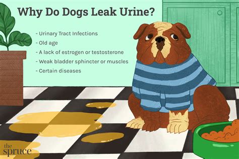 why does my dog leak urine when lying down|Dog Leaking Urine When Lying Down or While。